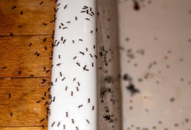 Kersey, CO Pest Control Company