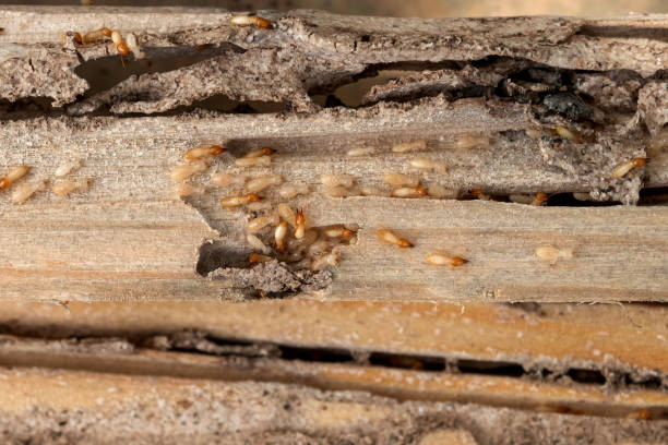Best Pest Control for Businesses  in Kersey, CO
