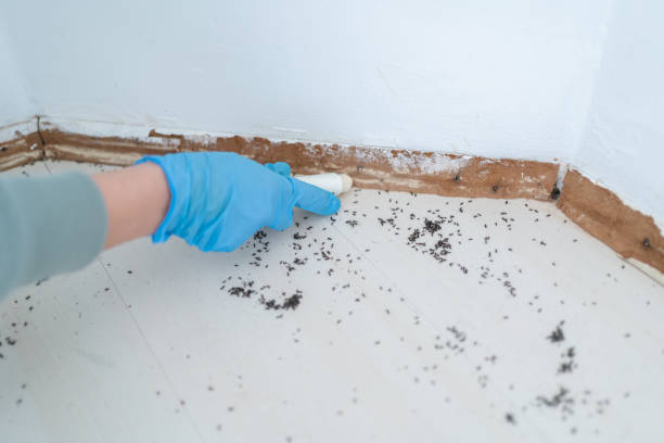 Best Mosquito Control Services  in Kersey, CO
